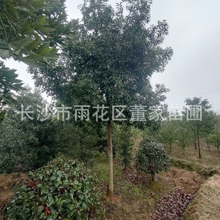 ���l��Ӣ�� 10-12���ֶ�Ӣ�� ��Ӣ ���κ� �|���� ���l�r ؛Դ��