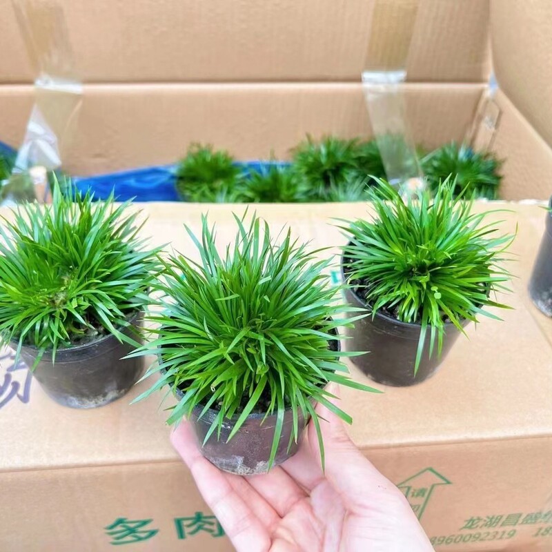 80 # Money Calamus Water and Land Tank Mini Micro Landscape Office Bonsai 80 # Money Calamus Water and Land Tank Mini Micro Landscape Office Bonsai