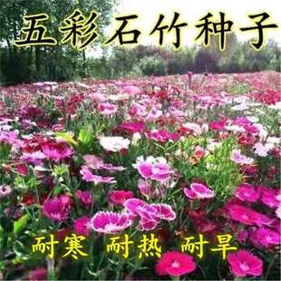 ���ʯ�񻨷N���ļ��̨�����׻�횰�ʯ����ʯ������ʯ���ﲥ