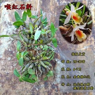 �FƤ���O�����ʯ�������d��ʯ���m���m��ľ��ľ��ʯ�����ԾGֲ