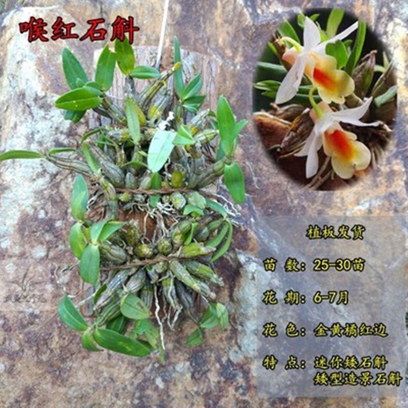 铁皮金钗鼓槌球花石斛带板载好石斛兰洋兰带木桩木板石斛盆栽绿植