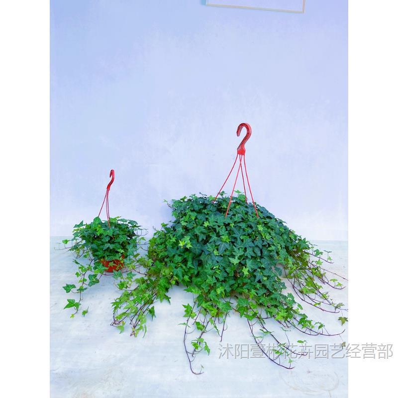 ivy potted plant indoor hanging orchid ivy hydroponic climbing vine leaves ivy green plant garden