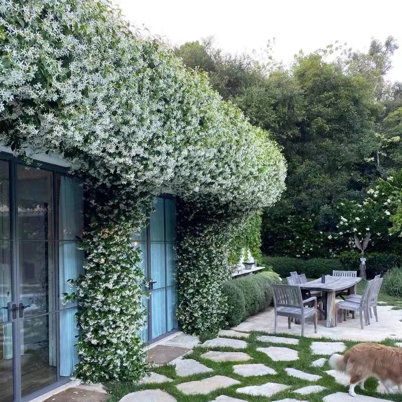 Ветряная мельница Жасмин Большая рассада Устойчивый к Голени Морозостойкий Аромат Балкон Сад Вьющаяся лоза Растения Четыре сезона Вечнозеленые цветы в горшках Цветочная стена