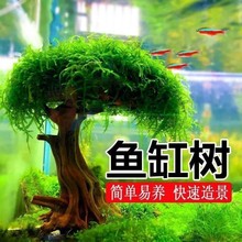 鱼缸造景莫斯树鱼缸树真树沉木水造景懒人造景无需底沙鱼缸摆件