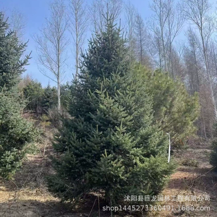Сосна 3m Зеленая ель 4m Ель Полные характеристики Проект по озеленению 5m Ель Синяя ель