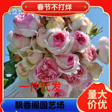 һ�����l���P�@ˇ 1�Ӂ��ٱ���ľ�¼�����Ǥ���֭õ���¼�����ͥ