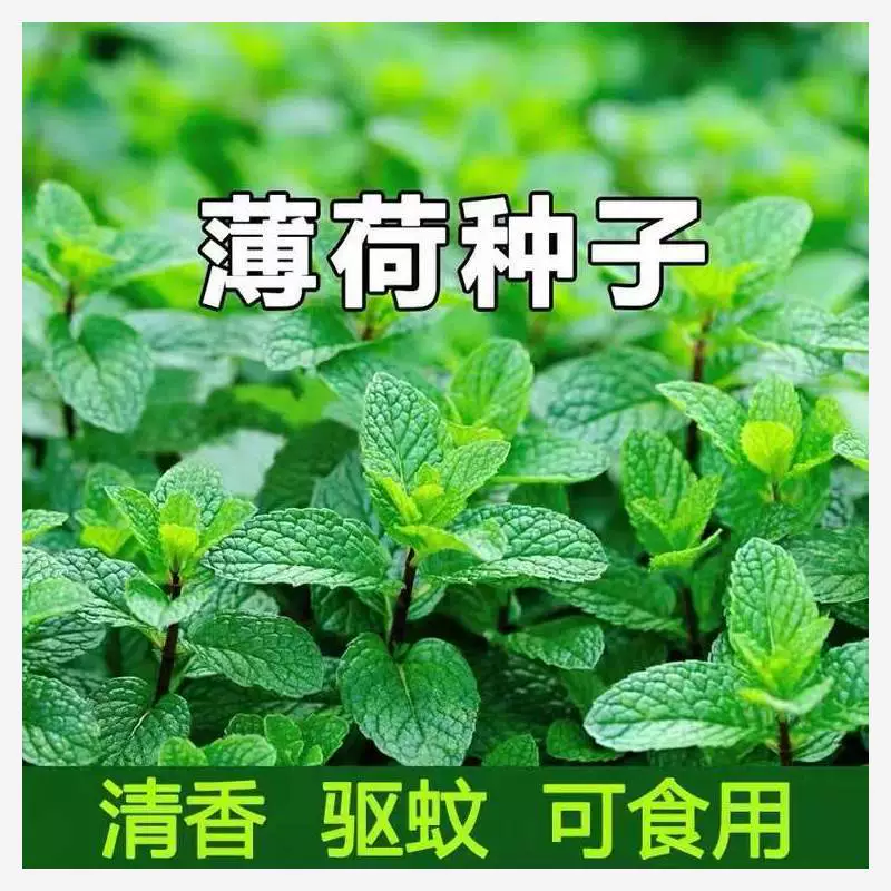 Семена мяты в горшках, съедобные рассада мяты, семена кошачьей мяты, семена мяты перечной, съедобные семена мяты, цветы для балкона