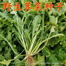 �j�˷N�Ӵ��~��ļ������㴺���߲˷N�Ӳ˷N�j�˷N��