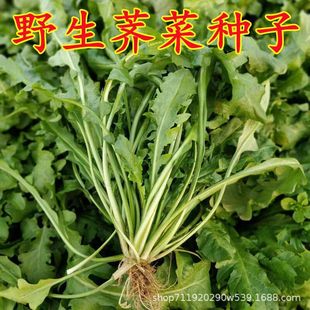 �j�˷N�Ӵ��~��ļ������㴺���߲˷N�Ӳ˷N�j�˷N��