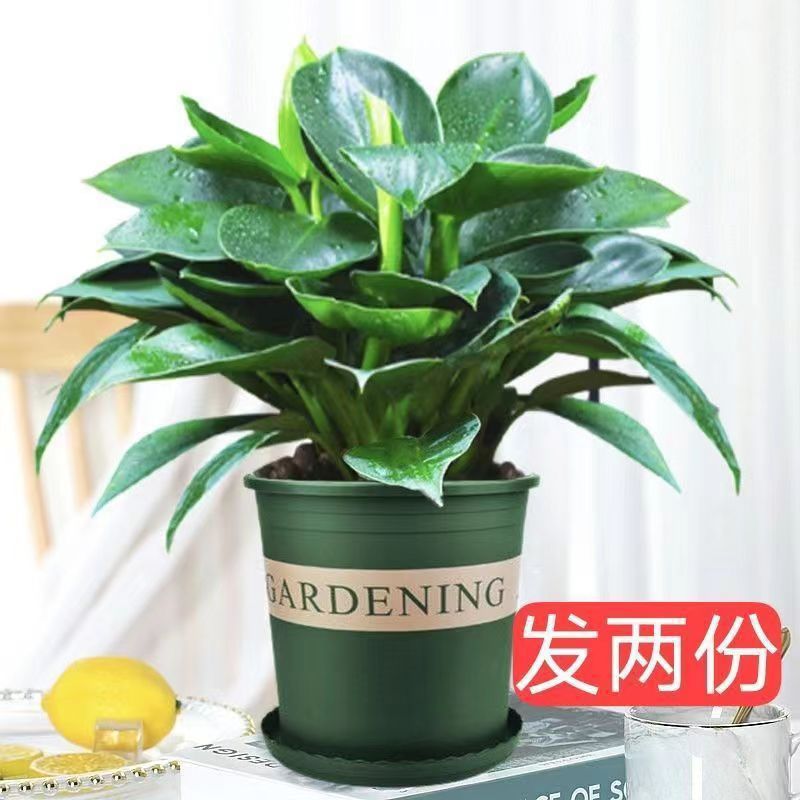 마약왕 2개 세면대 + 수지 갤런 세면대 2개 + 영양액