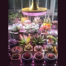 �m���a���������ɫ���ô��ﻨ��ledֲ��ȫ���V�a������L��
