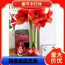 ���l���|��피t�N�� ��피t�N�� ��N��ɫ��피t �M��Ʒ�N