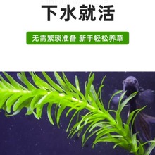 ����ˮ��ֲ���B���~�ݸ׃�ˮ�Gֲ�����B�~�G���~���쾰��ˮ��