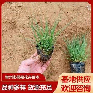 Ұţ�ݱ���������l �o�¹����쾰�Gֲ������ �ļ��L��Ұţ������