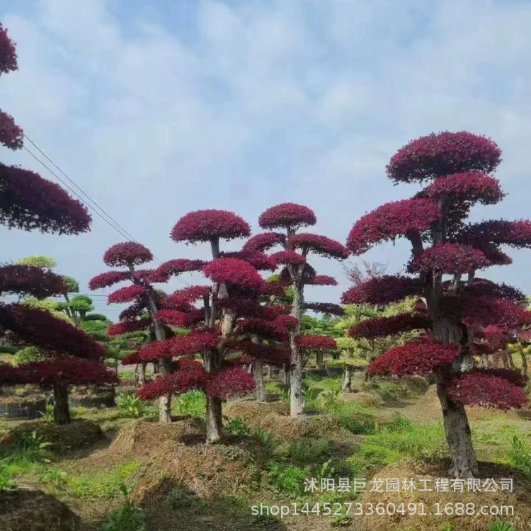 Основные материалы для ландшафтного дизайна в форме сафлора: уличные деревья для зеленения, ландшафтные деревья в форме сафлора.