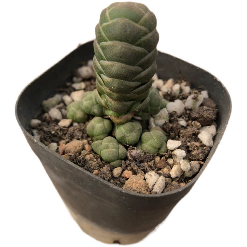 Мясистый завод Yuchun Qingzolong-это мини-супер милая мясная база для цветов в горшках, прямые продажи от лучших