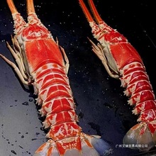 红龙虾超大鲜活冷冻角脊龙虾新鲜海捕非澳洲波斯顿龙虾海鲜小青龙