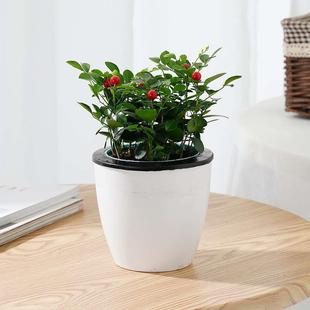 Small Potted Plant of Nine-Leaf Fragrant Greenery for Office or Living Room Air Purification, Easy-To-Care-For Desktop Bonsai