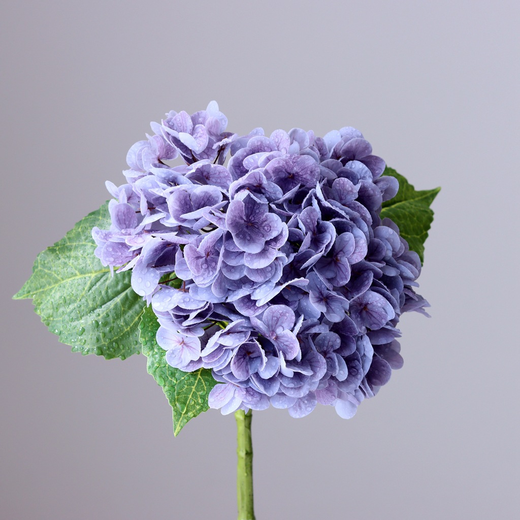 Pourpre