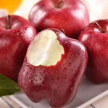 甘肃天水花牛苹果平安果圣诞果红蛇果孕妇甜粉苹果一件代发包邮