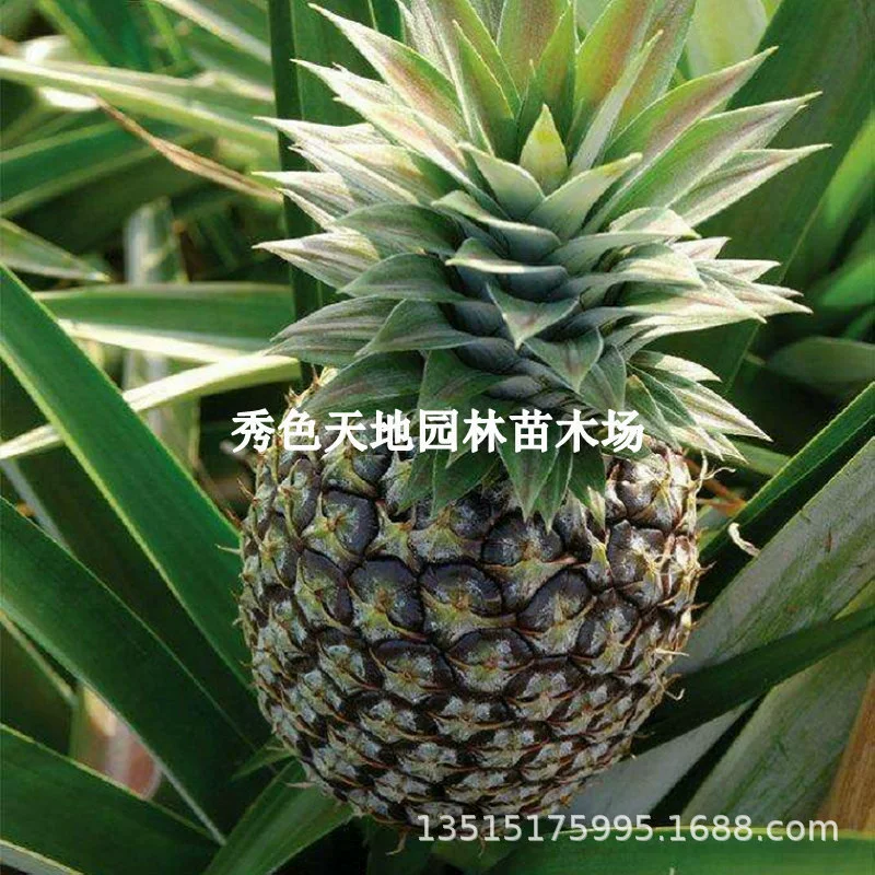 Саженцы ананаса Тайваньский золотой бриллиант Ананас № 16 № 17 № 23 Арбуз Большой фрукт Ананас Поле Ананасовые саженцы Ананасовые саженцы в горшках