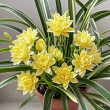 �¿�����޵��m���ذ�����;Gֲ�����ļ��_�������҃��׻�Gֲ