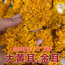 厂家批发 椴木金耳云南特产大黄耳 金耳 菌菇干货 煲汤 滋补 养生