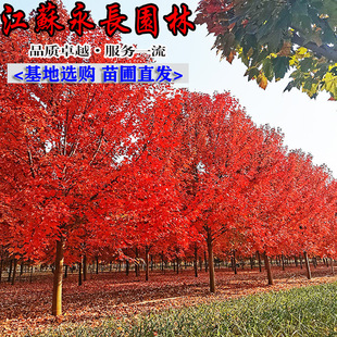 �������l�����t�����羰�^�^�~ֲ���е��L���乤����ľ�t�c�����
