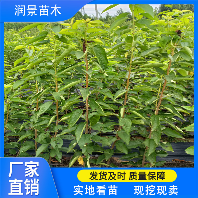 润景农业 樱桃品种育苗基地 吉塞拉砧木苗 脱毒矮化大樱桃苗