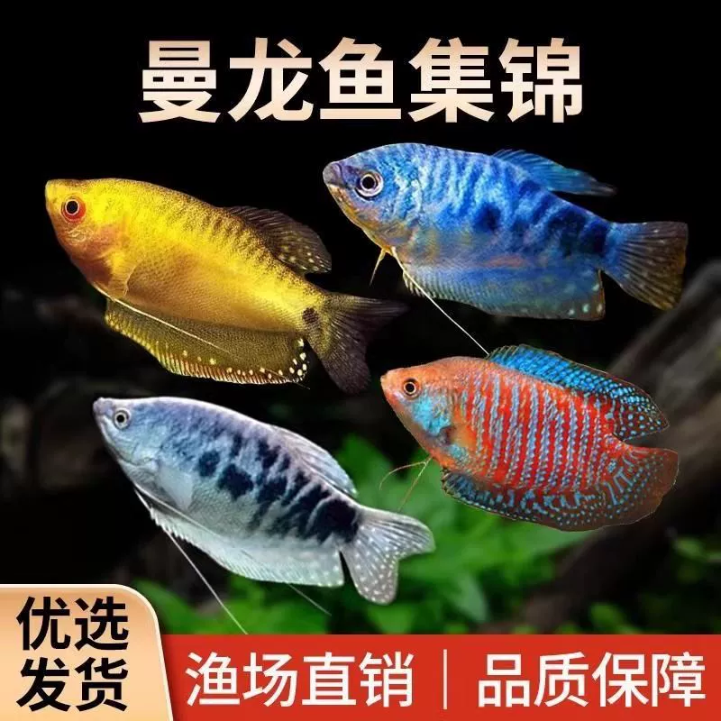 Рыба Манлонг живет, мелкая и средняя рыба, тропические декоративные рыбы, пресноводные рыбы, новички, устойчивые к домашним животным, синие, ест белковые черви