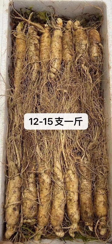 長白山産生高麗人参、各種サイズ、土付き生高麗人参、工場卸売、高麗人参強壮ギフト、ドロップシッピング対応|undefined