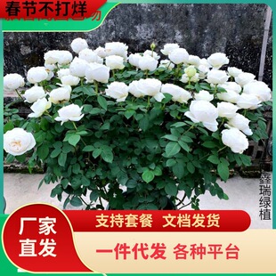 һ�����l�༾�_�󻨝����¼�������ܽ��Y֮·����ɫõ�������̨