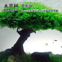 Ī˹����wˮ�ݑ��˳�ľ�~���쾰ӭ�������͆��^Ī˹���Ʒ����