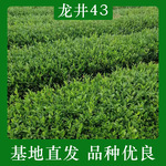 批发供应种植种苗龙井茶茶树苗茶苗树苗根系发达植株壮苗小鸭苗