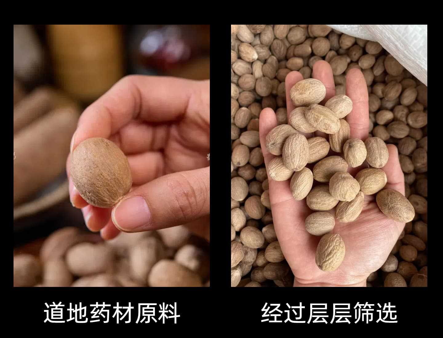 Yunnan Nutmeg Spice 500g Dried Myristica Fragrans Whole Kernel for Braising Stews and Marinades key features