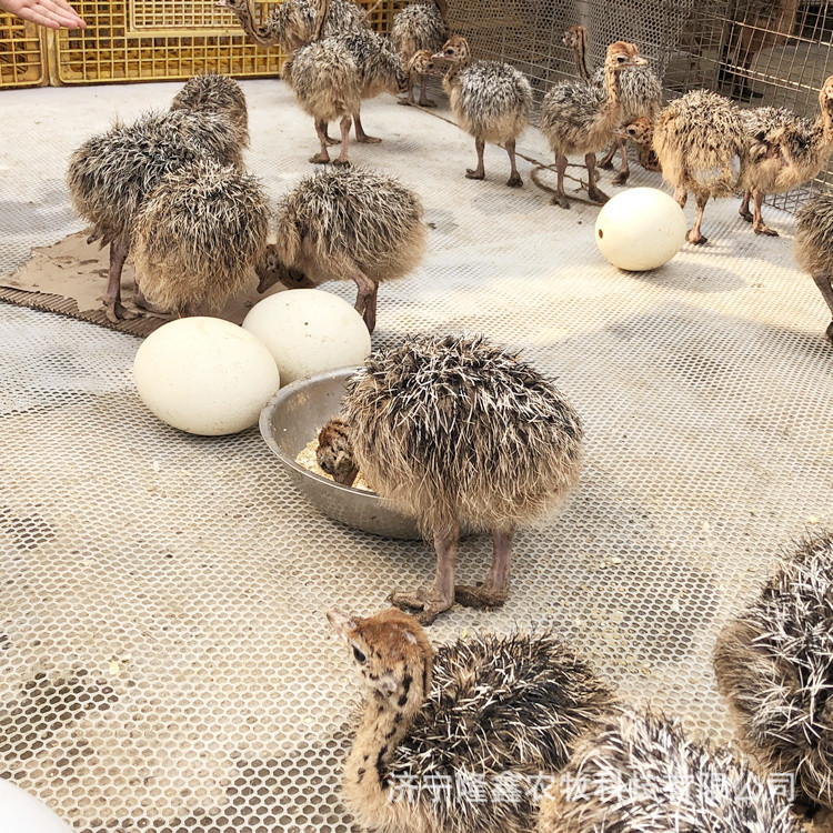 Where to buy ostrich chicks, laying ostrich price, ostrich egg seedling price, live ostrich breeding technology