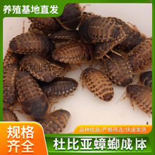 �űȁ��������֩�����ʳ��Z�S�ҾGɫ�Bֳ�Ƀ��ߵ���