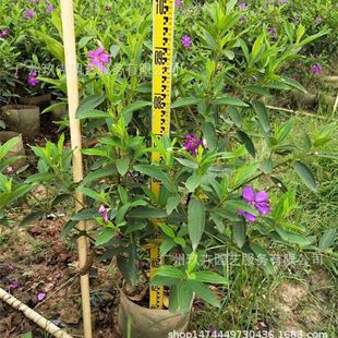 Horned Stem Wild Peony 3.5kg Bags Ground Cover Plants Yard Park Garden Landscape Landscaping Plant