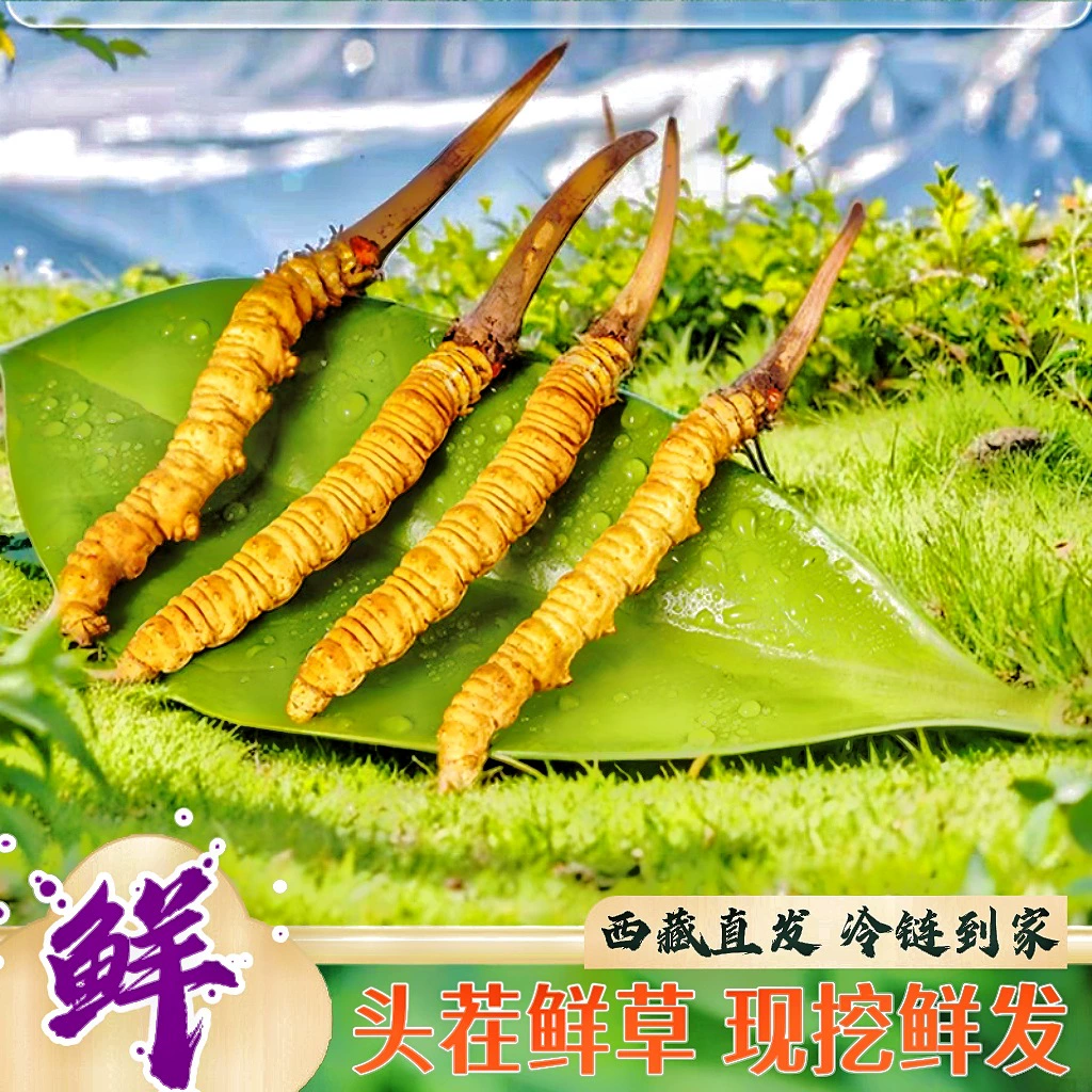 2025 Fresh Cordyceps sinensis genuine Cordyceps sinensis Kacha Nagqu, Tibet High Altitude Fresh Cordyceps tonic