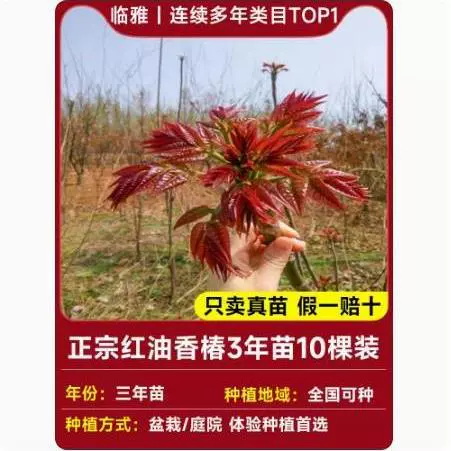 Tuona (Toona sinensis) красно-листная саженец, съедобные ароматные весенние почки — саженцы 1–12 лет, 40–110 см