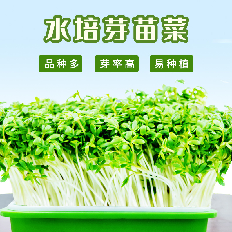 无土栽培水培芽苗菜种子批发  向日葵猫草萝卜芽苗菜蔬菜种籽大全