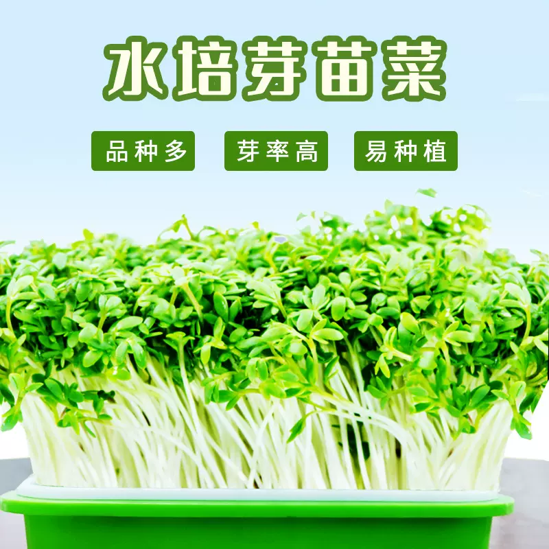无土栽培水培芽苗菜种子批发  向日葵猫草萝卜芽苗菜蔬菜种籽大全