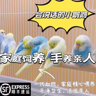 ��Ƥ�W�^���B���fԒ���W�^���^����С�B���B���w���＃���B�W�^