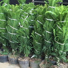 ����ɼ�ɘ�С�绨���辰�͏dͥԺ�̨���ܾGֲ�����ļ������}�Q��