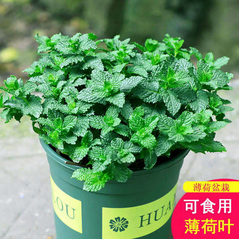 Lemon Mint Potted Edible Rosemary Mint Leaf Seedlings Mosquito Repellent Grass Hydroponic Easy to Grow Florals Indoor Green Plants