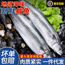 新鮮海捕鮁魚鮮活速凍馬鮫魚鮐鮁魚整條大號冷凍海魚海鮮水產批發