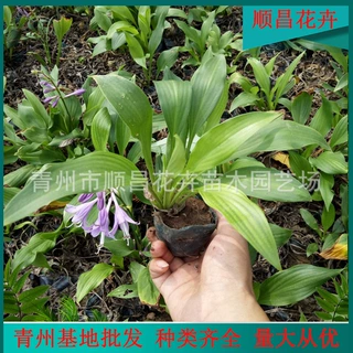 玉簪盆栽基地百合耐寒紫叶玉簪花苗多年生当年开花白花玉簪花