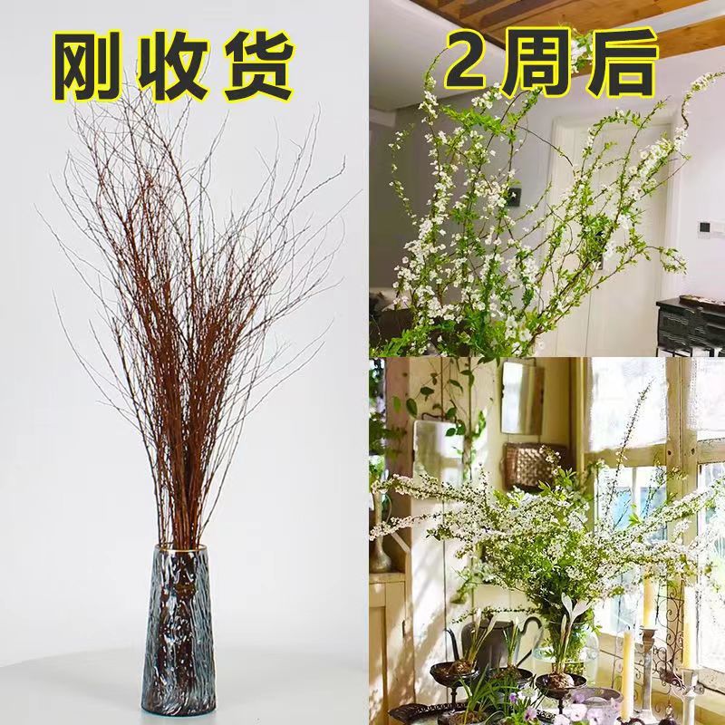 绿植水培雪柳干支枯木梅素心腊梅寸遇水开花鲜花室内花卉冬季好养