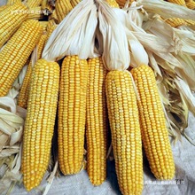 干玉米棒 自然风干穗老棒子新货整根宠物磨牙口粮活动道具装饰