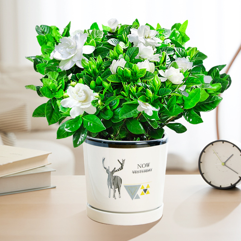 【새싹 있음】120#치자나무(엘크 세라믹 화분) + 영양액